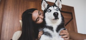 Tips for Moving with Your Pets – How to Keep Them Safe and Comfortable 